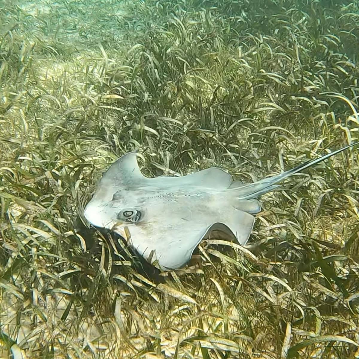 Yalku Lagoon Snorkel