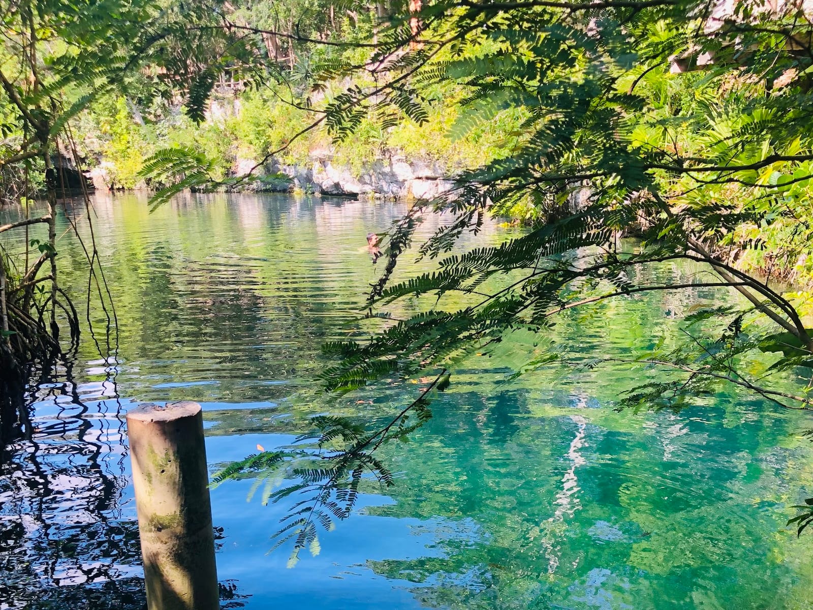 Turquoise water of Cenote Jaguar seen through the branches, with a swimmer in the distance