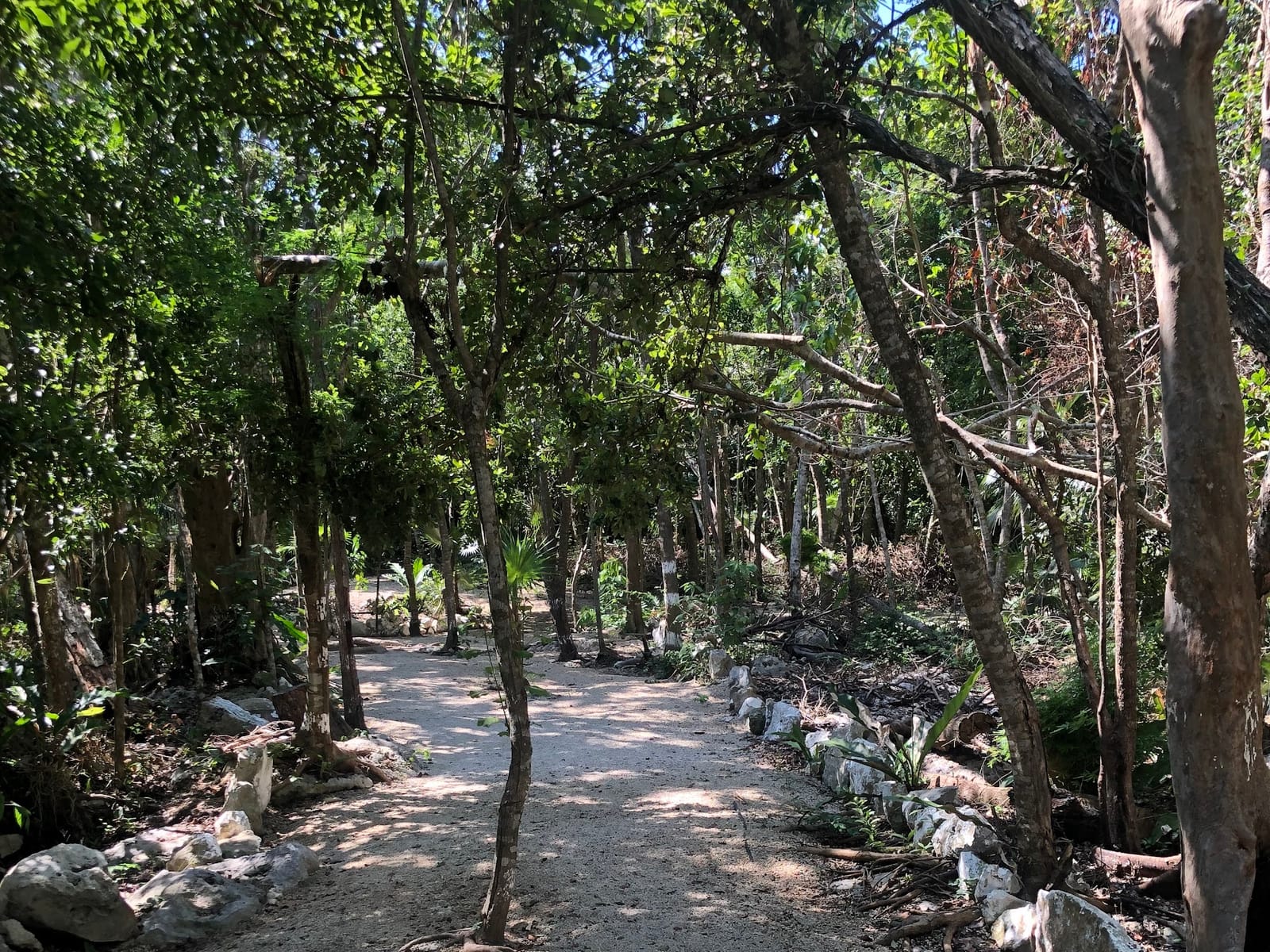 Shaded jungle trail leading to the cenotes of your route