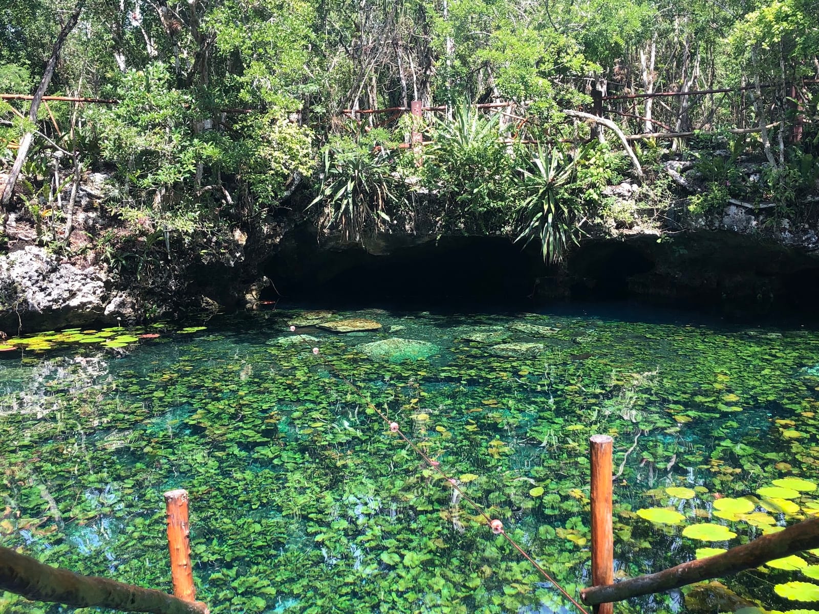 Crystal-clear water and water lilies in front of the cave at Nicte-Ha cenote