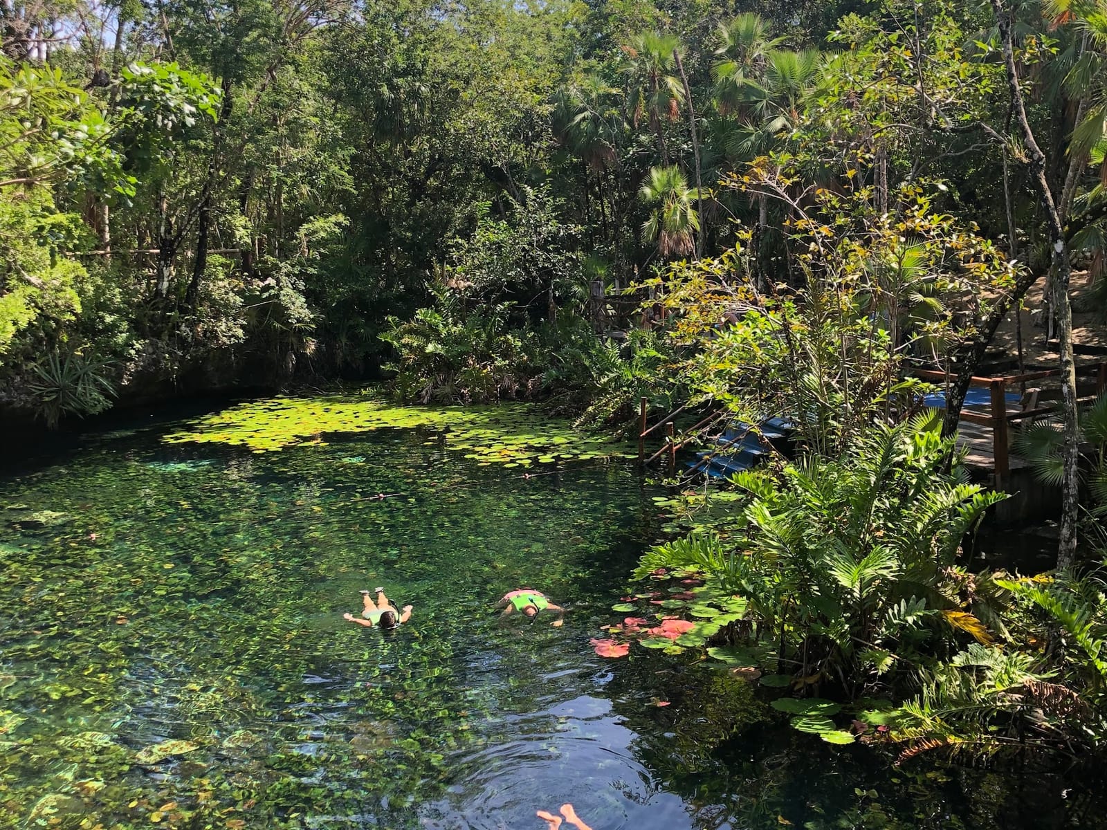 Two people snorkel among water lilies in the open-air Nicte-Ha cenote, surrounded by jungle