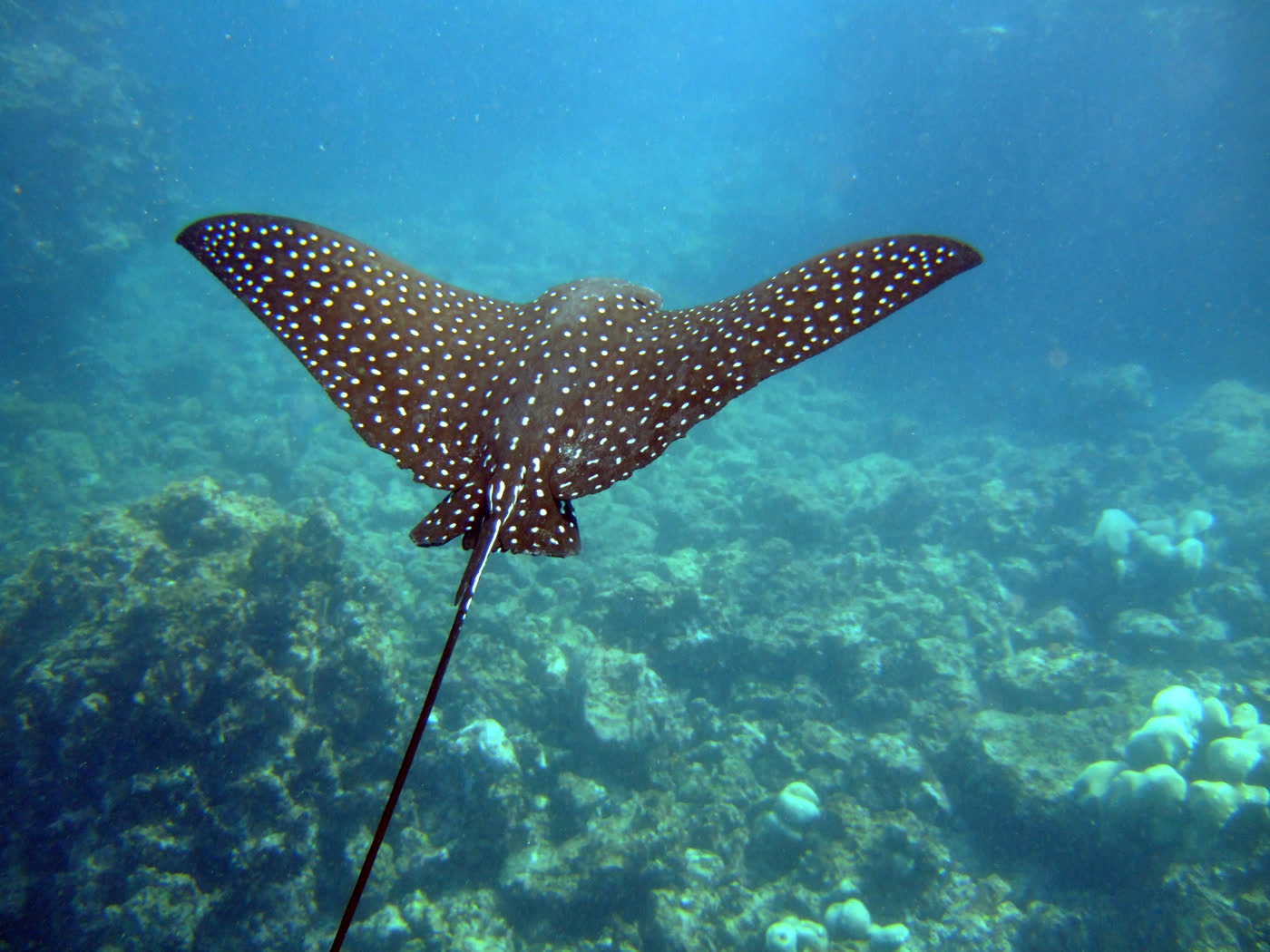 Eagle ray gliding over the reef in Akumal Bay