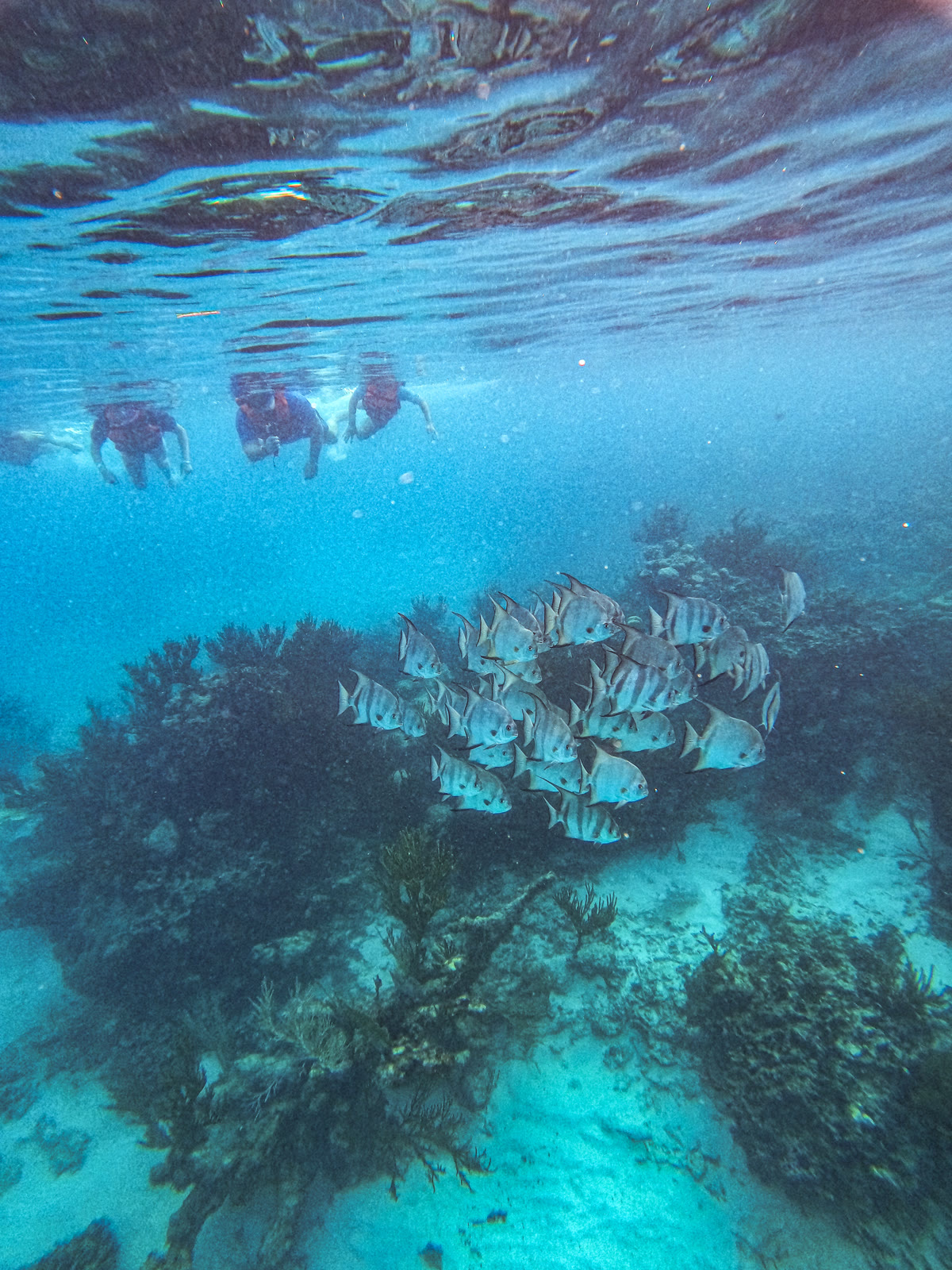 Underwater GoPro: school of striped Atlantic spadefish below snorkelers at Akumal Bay coral reef
