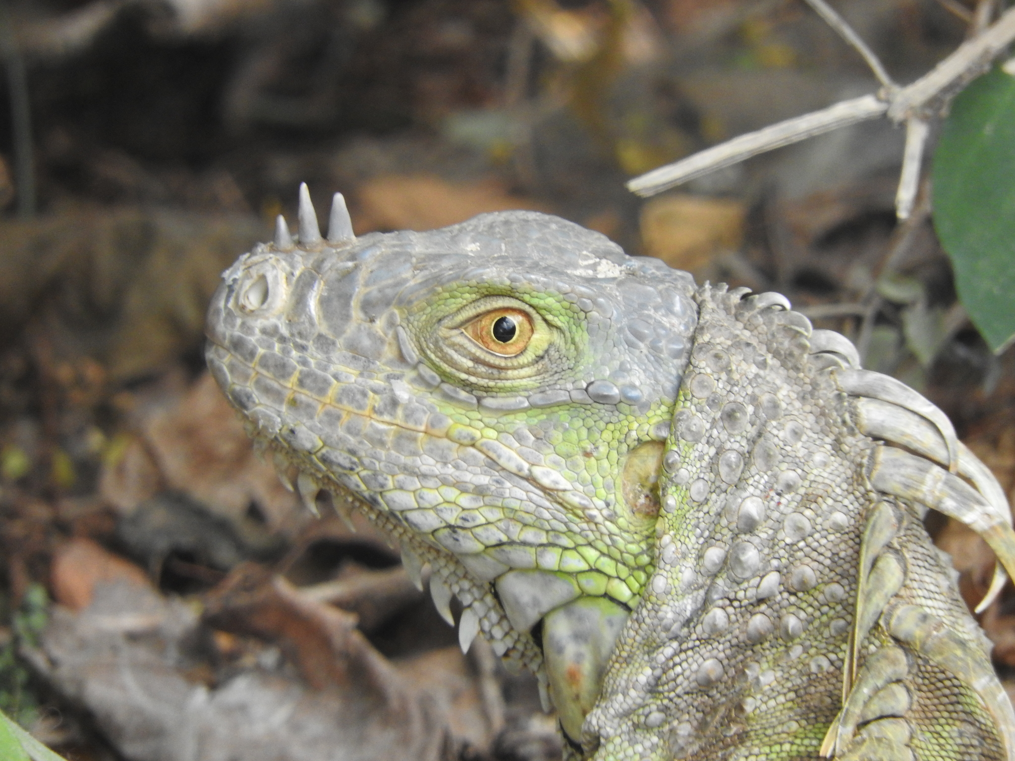 Iguana on the rocks at Akumal Bay — part of the rich local wildlife