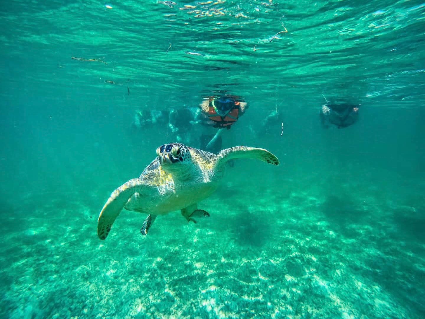 Turtles + Yal-Kú Lagoon Combo