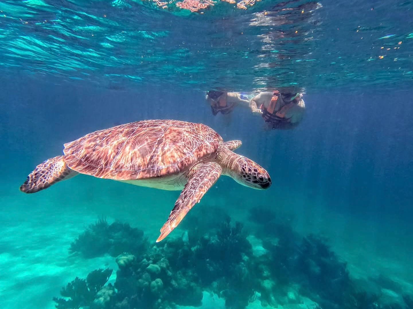Turtles + Yal-Kú by Private Boat