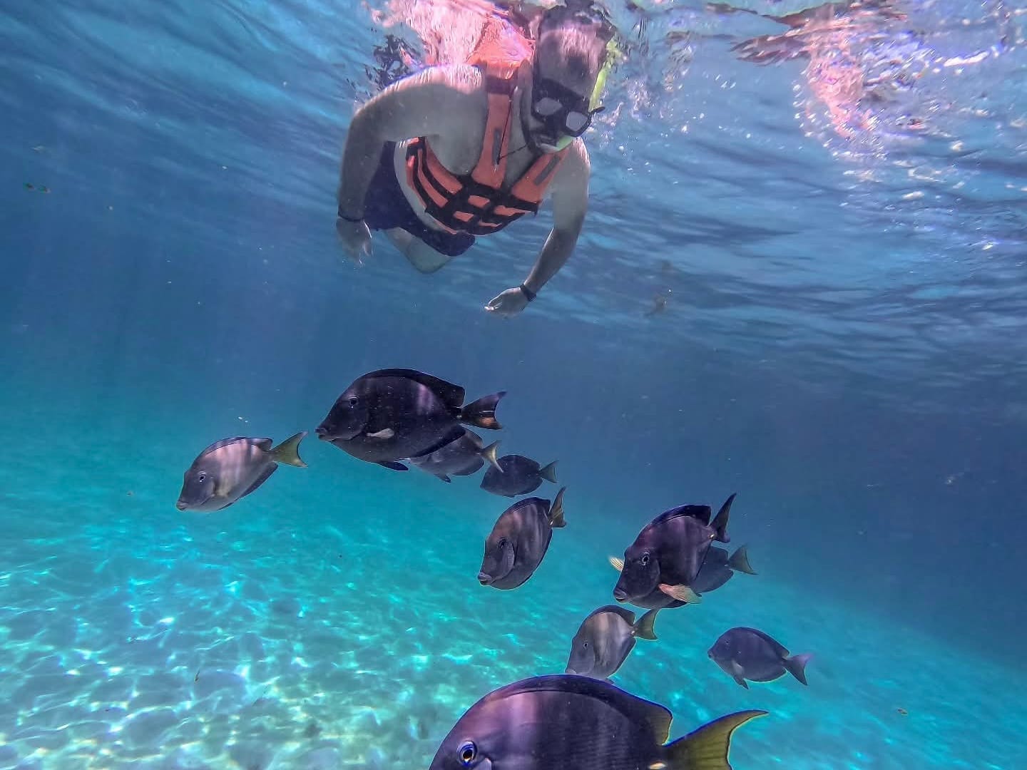 Snorkeler in a life jacket above a school of surgeonfish in crystal-clear water