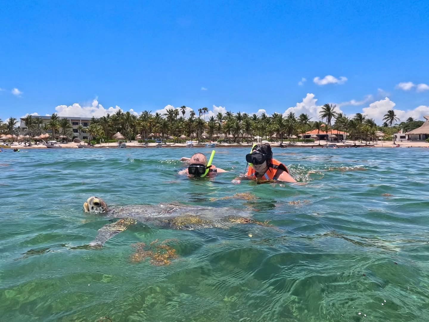 Two snorkelers float calmly as a turtle comes up for air nearby, Akumal Bay