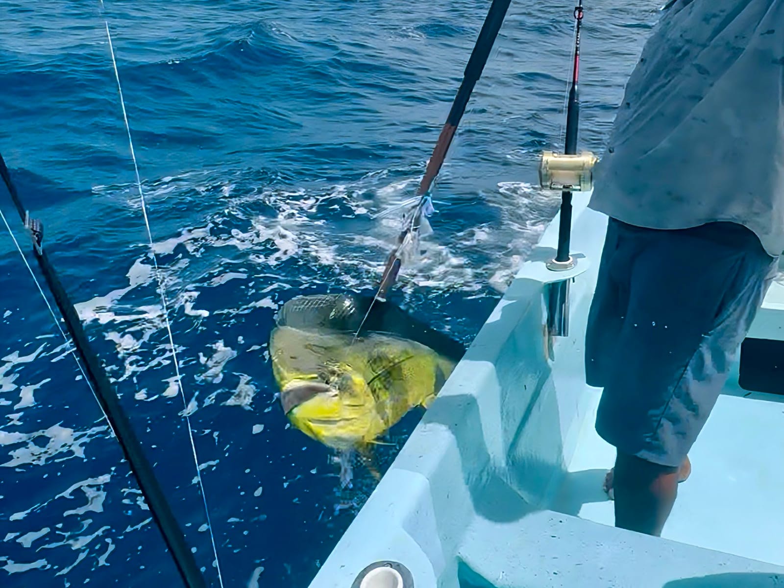 A mahi-mahi brought alongside the boat after the bite