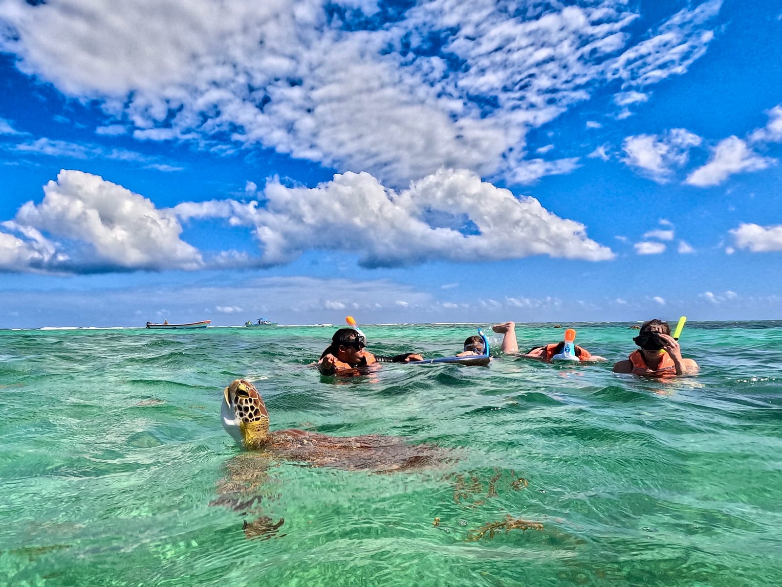Green sea turtle surfacing to breathe while snorkelers in life jackets watch from a respectful distance, Akumal Bay