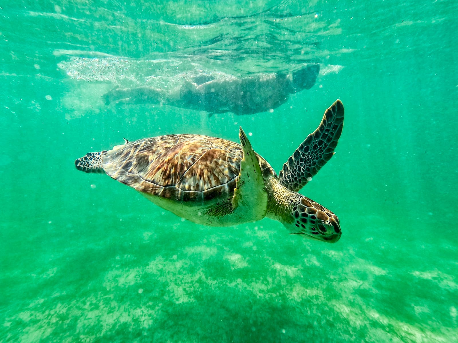 Green sea turtle swimming over the seagrass, with a snorkeler at the surface above, Akumal Bay