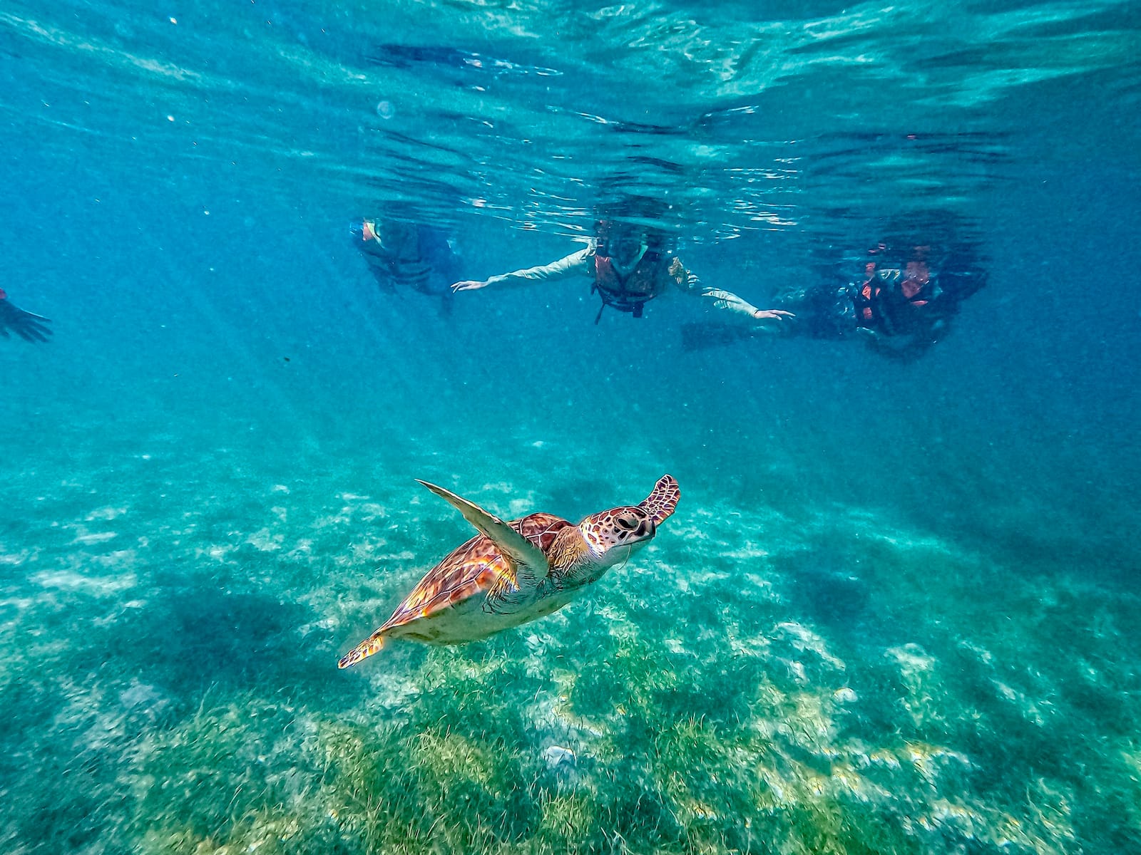 Guided swim: snorkelers watch a green turtle glide over the seagrass from the surface