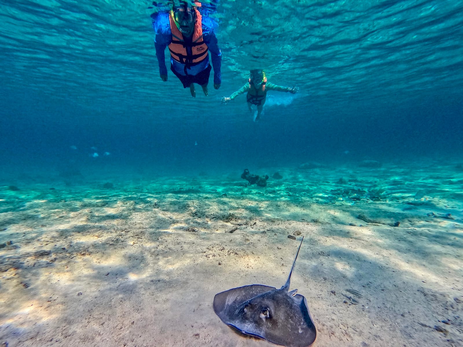 Stingray on the sandy bottom as two snorkelers in life jackets float above, Akumal Bay
