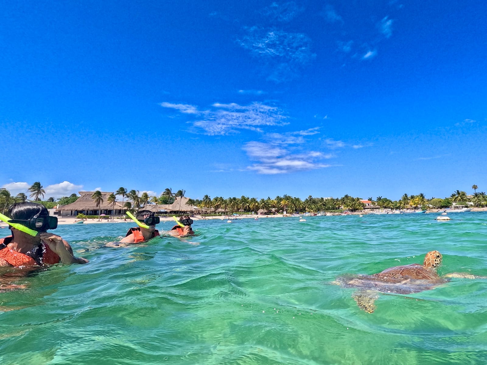 Snorkelers in life jackets and a sea turtle at the surface, with Akumal beach and palm trees behind
