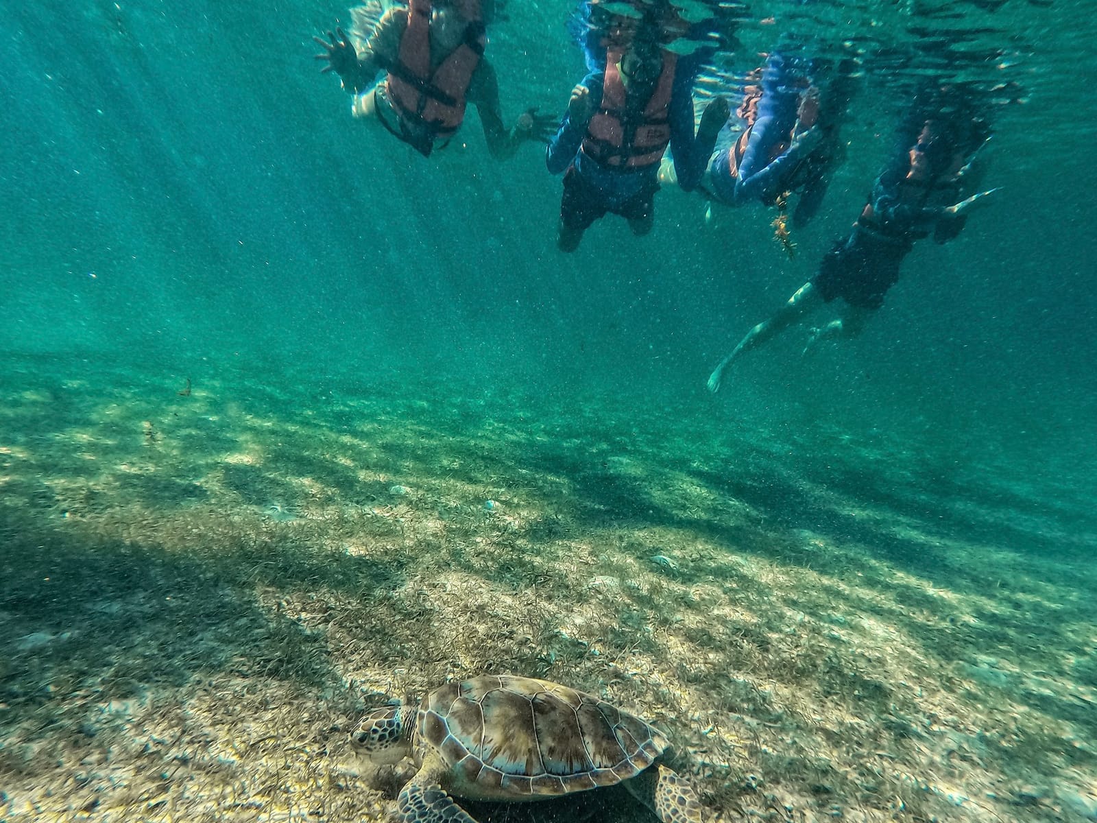 Turtle grazing on the seabed while the group watches from the surface without disturbing it, Akumal Bay