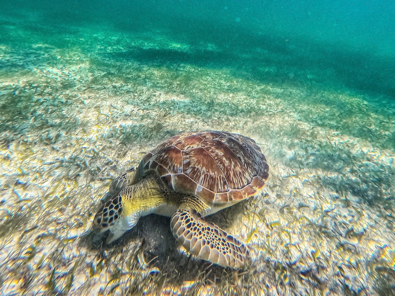 Close-up of a green turtle feeding on seagrass, Akumal Bay