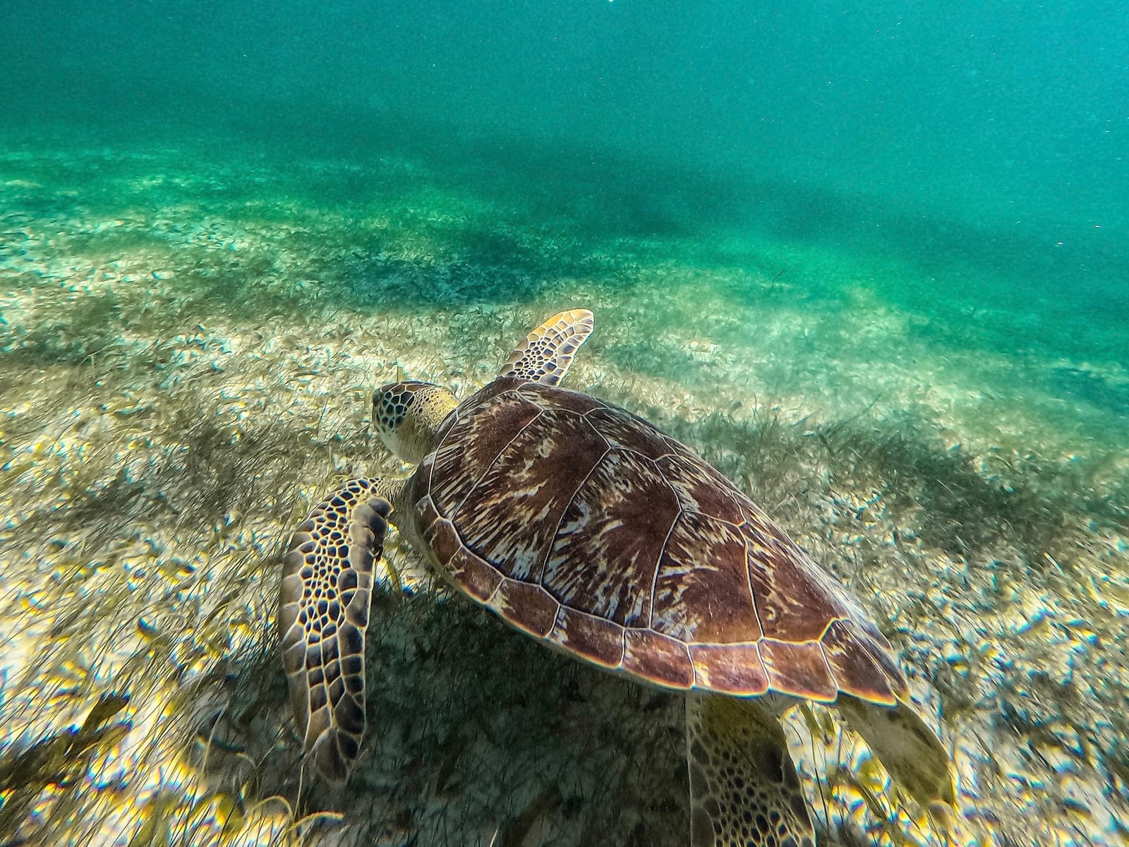 Close-up of a green turtle feeding on seagrass, Akumal Bay
