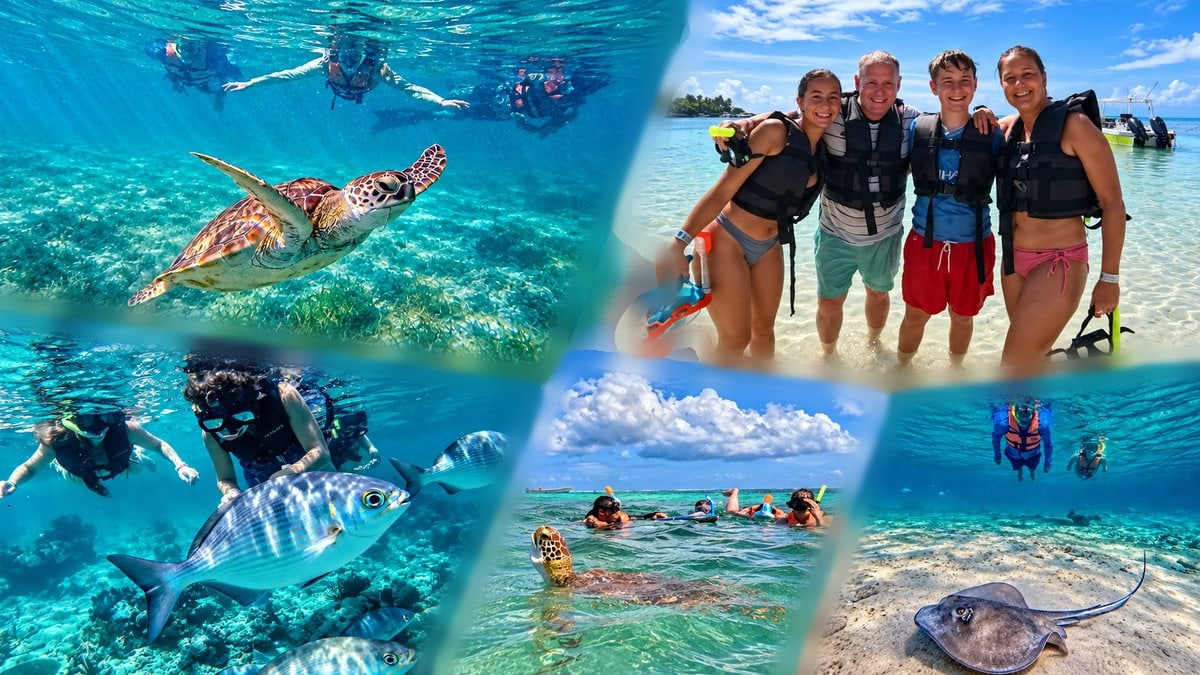 Turtle snorkel collage: green sea turtle, group in life vests on the beach, silver fish and a stingray in Akumal