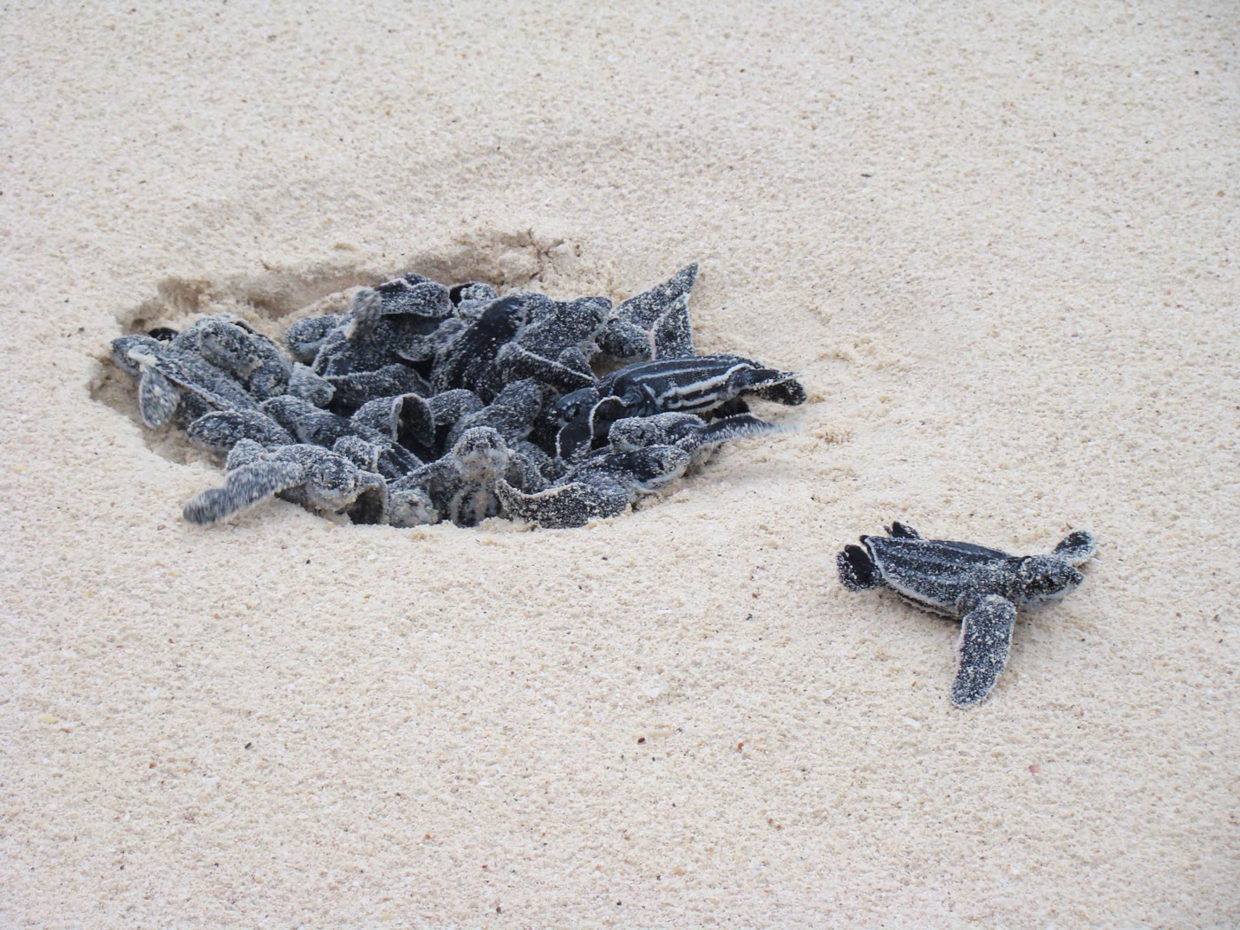 Leatherback turtle eggs hatching on Eagle Beach
